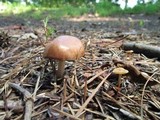 Gymnopus luxurians image