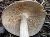 Gymnopus luxurians image