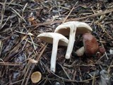 Gymnopus luxurians image