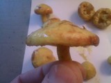 Suillus americanus image