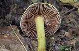 Cortinarius corrugatus image