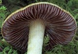 Cortinarius corrugatus image