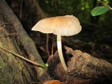 Pluteus longistriatus image