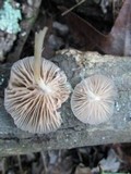 Pluteus longistriatus image