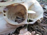Leucocoprinus fragilissimus image