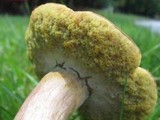 Boletus patrioticus image
