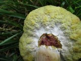 Boletus patrioticus image