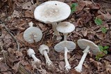 Amanita canescens image