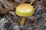 Boletus curtisii image