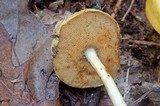 Boletus curtisii image
