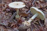 Amanita ravenelii image