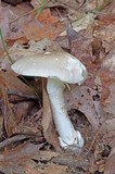 Amanita spreta image