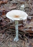 Amanita murrilliana image