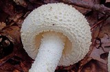 Amanita rhopalopus image