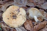 Lactarius psammicola image