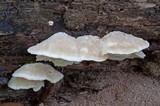 Tyromyces galactinus image