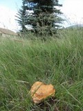 Paxillus vernalis image