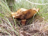 Paxillus vernalis image