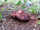 Paxillus vernalis image