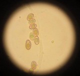 Paxillus vernalis image
