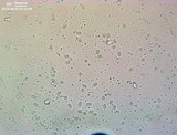 Amanita spreta image