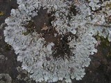 Punctelia subrudecta image