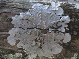 Punctelia subrudecta image