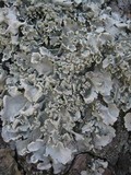Parmotrema perlatum image