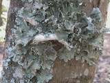 Parmotrema hypoleucinum image
