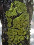 Candelaria concolor image
