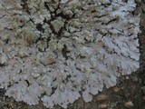 Physcia tribacioides image