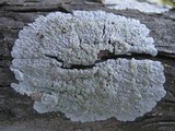 Diploicia canescens image
