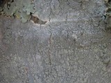 Pertusaria hemisphaerica image