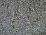 Pertusaria hemisphaerica image
