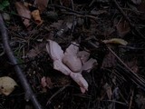 Geastrum rufescens image