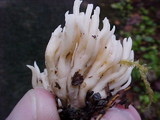 Clavulina rugosa image
