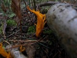 Calocera viscosa image