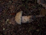 Gyroporus cyanescens image