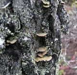 Trichaptum abietinum image
