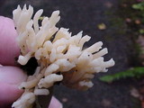 Clavulina rugosa image