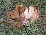 Calvatia pachyderma image