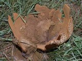 Calvatia pachyderma image