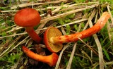 Cortinarius uliginosus image