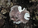 Russula variata image
