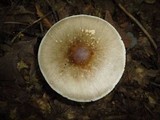 Amanita brunnescens image