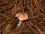 Hygrophorus pudorinus image