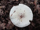 Amanita brunnescens image