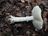 Amanita brunnescens image