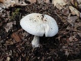 Amanita abrupta image