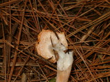 Hygrophorus pudorinus image